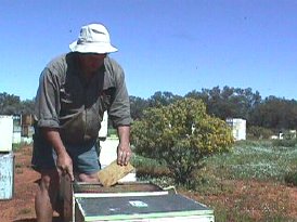 feeding protein cakes to double hive